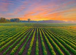Agriculture Property 1