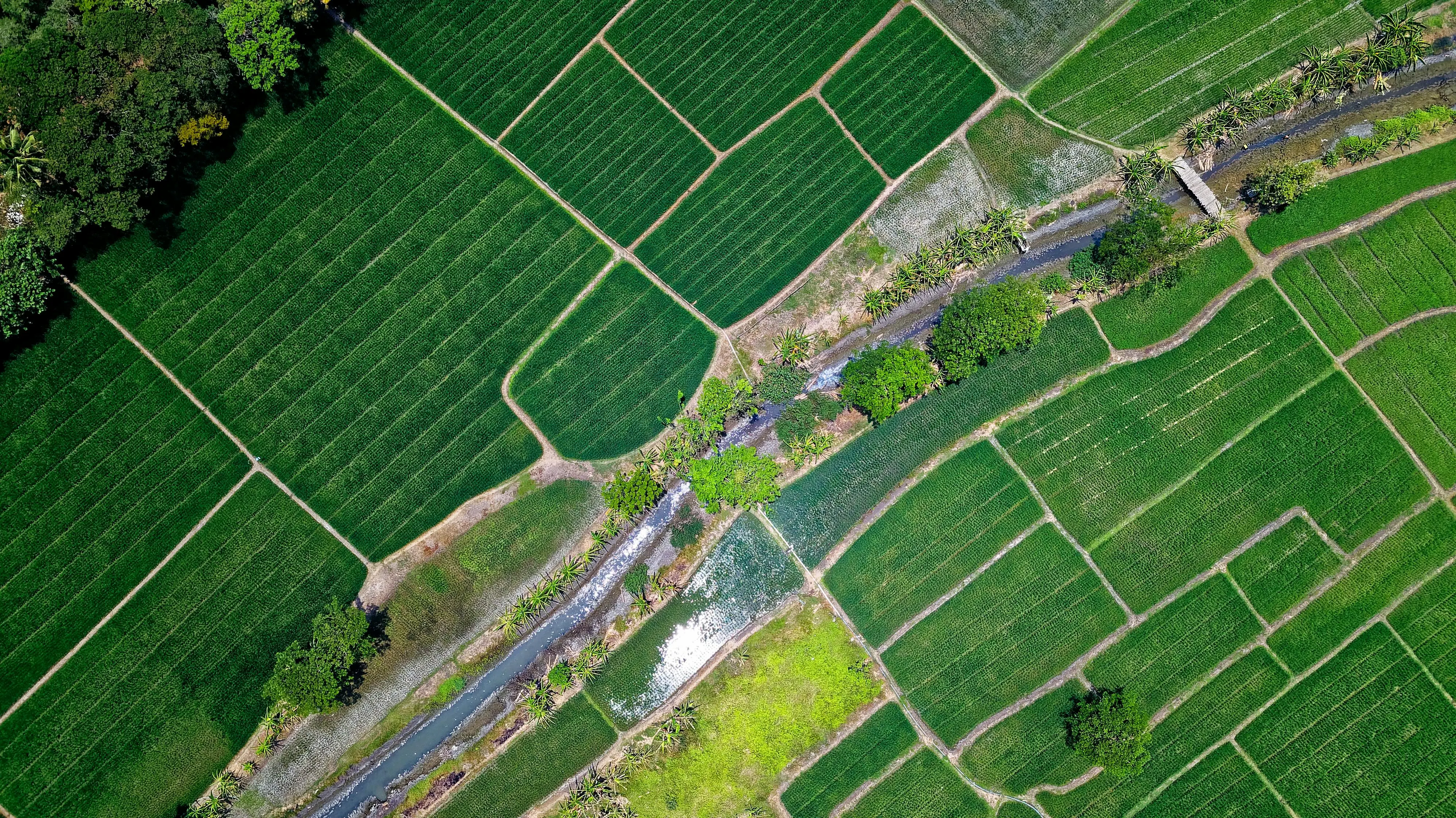 Agricultural land in Dehradun